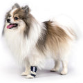 Dog Front Leg Brace – Carpal Hyperextension Splint for Fractures & Sprains